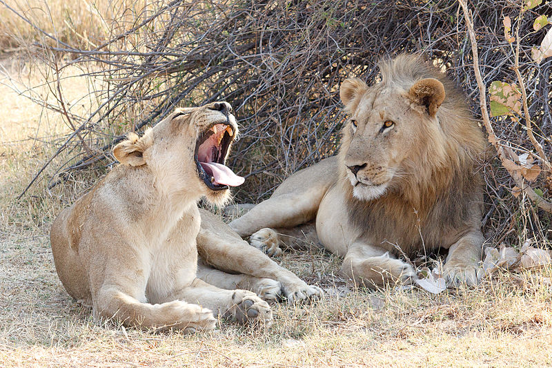 File:Lion and Lioness.jpg
