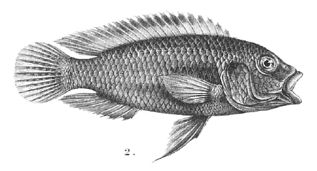 File:Haplochromis moeruensis.gif