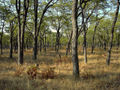 Mopane woodland in Game Management Area adjoining the NP
