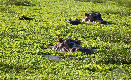 File:Hippos-in-duck-weed-kawaza-village.jpg
