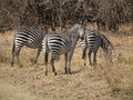 Crawshay's zebra in South Luangwa National Park