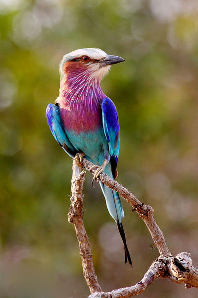File:Lilac Breasted Roller Face.jpg