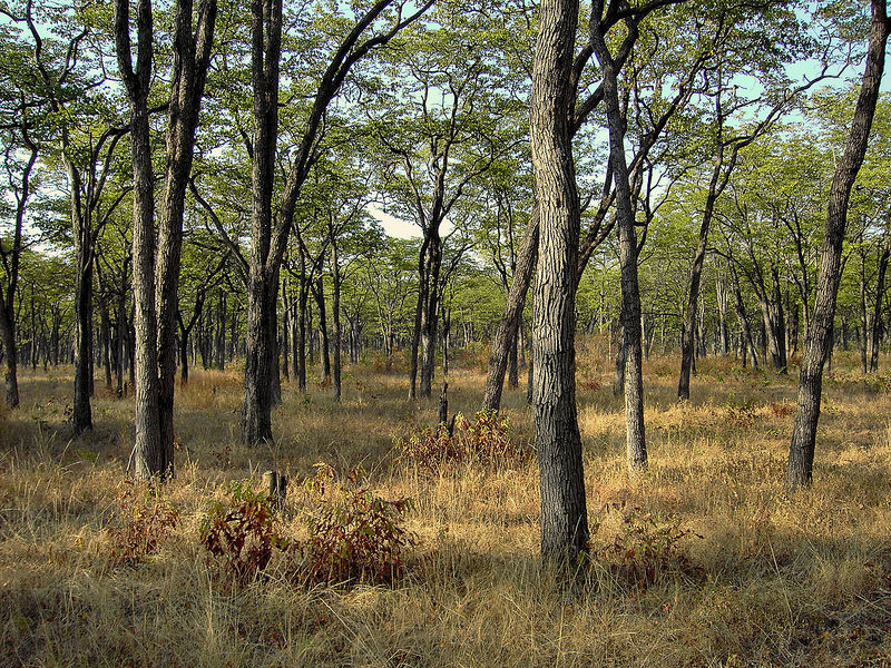 File:Cathedral mopane forest - South Luangwa Valley.jpg