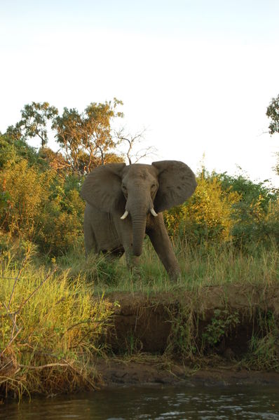 File:Lower Zambezi, Zambia (2518067857).jpg