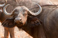 A wild buffalo at Mfuwe